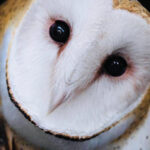 Owl Ridge barn owl, "Thistle"