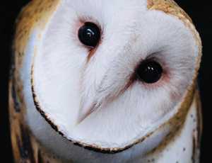 Owl Ridge barn owl, "Thistle"