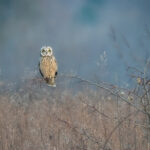 A painting entitled "Short Eared Owl" by Rick McCulley