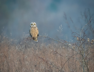 A painting entitled "Short Eared Owl" by Rick McCulley