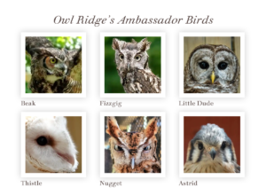 pictures of six different owls of varied species who are ambassador birds at Owl Ridge Raptor Center