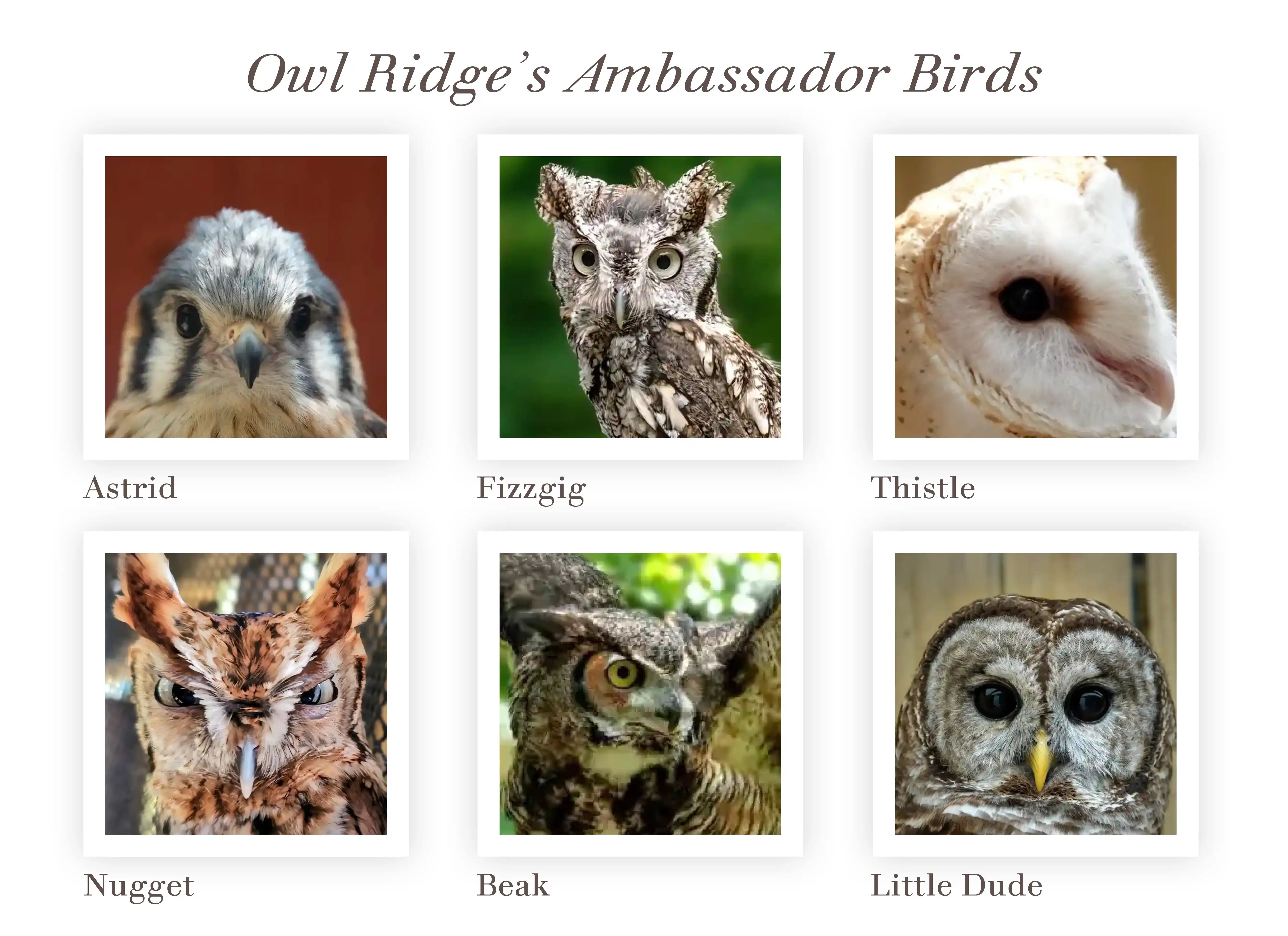 pictures of six different owls of varied species who are ambassador birds at Owl Ridge Raptor Center